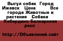Выгул собак. Город Ижевск › Цена ­ 150 - Все города Животные и растения » Собаки   . Кабардино-Балкарская респ.